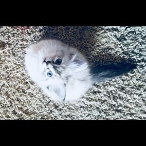 Meet your Posher, Ava